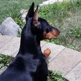 Doberman Pinschers, Flat-Coated Retrievers, and Golden Retrievers from Creekwood Kennel