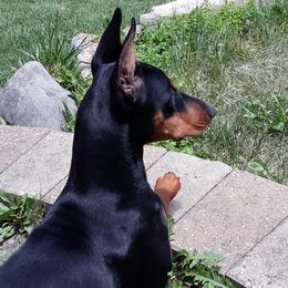 Doberman Pinschers, Flat-Coated Retrievers, and Golden Retrievers from Creekwood Kennel