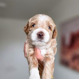 Yamal - Apricot male Goldendoodle puppy in Moses Lake, Washington from Macy Meadows Doodles