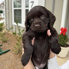 Boykin Spaniel, English Cocker Spaniel, and Labrador Retriever Puppies from PARK’s Family Farm