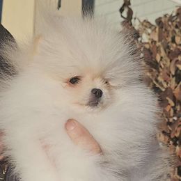 Edward - Cream Pomeranian puppy in Brighton, Colorado from Yanetta Pomeranians