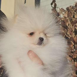 Edward - Cream Pomeranian puppy in Brighton, Colorado from Yanetta Pomeranians