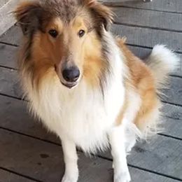 Collies from Free State Collies