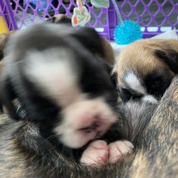 Boxer Puppies from Primo Amore Boxers