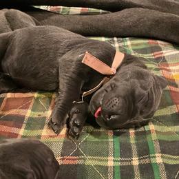 Girl 1 - Blue female Great Dane puppy in Baltimore, Ohio from River Rock Danes