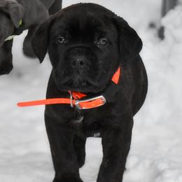 Orange - Black brindle male Cane Corso puppy in Sault Ste Marie, Michigan from Willow Creek Cane Corsos