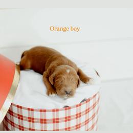 Orange boy - Red  male Goldendoodle puppy in Rio Linda, California from GoldendoodlePaw