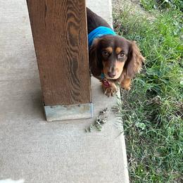 Toni - Dachshund
