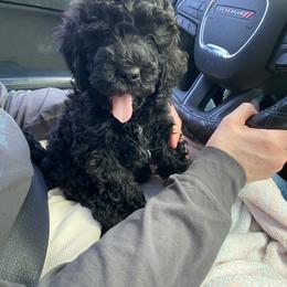 Cockapoo Puppies from Ouachita River Cockspoos