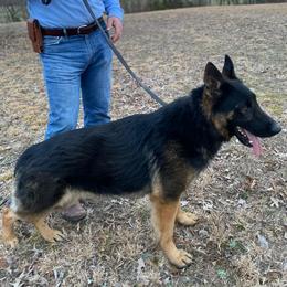 Lincoln - German Shepherd