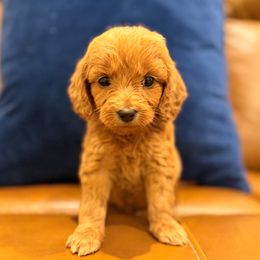 Girl 3 - Red  female Goldendoodle puppy in Meridian, Mississippi from Magnolia Poodles and Doodles