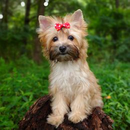 Companion Cross, Havanese, Mal-Shi, Maltese, Maltipoo, Morkie, and Shih Tzu Puppies from Seeking Shalom Acres Maltese, Maltipoos & Havamalts