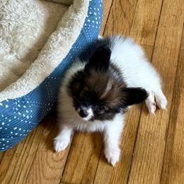 Lark - Red white and sable male Papillon puppy in Missouri from Lovely Acres