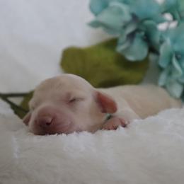 Green collar - Cream male Dachshund puppy in Mc Donough, Georgia from Hot Diggity Doxies