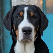 Greater Swiss Mountain Dogs from Alpenblick