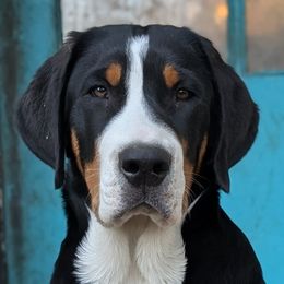 Greater Swiss Mountain Dogs from Alpenblick