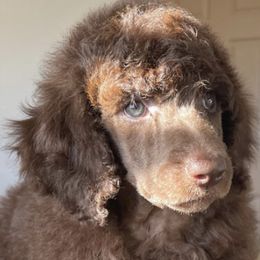 Poodles from Simply Amazing Poodles