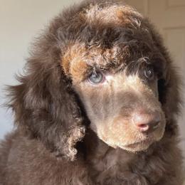 Poodles from Simply Amazing Poodles