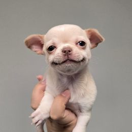 Cream girl - Cream female Chihuahua puppy in Vineland, New Jersey from Royal Companion's