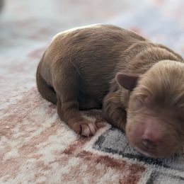Light pink - Red female Companion Cross puppy in Tom's Brook, Virginia from rising sun duck tollers