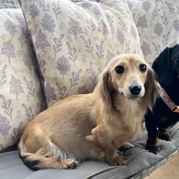 Frankie - Dachshund