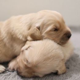 Second pick male - Golden male Golden Retriever puppy in Lemoore, California from UnrivaledGoldens