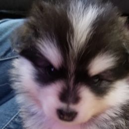 Girl 2 - Pomsky puppy in Huron, Ohio from S and S Pomskies