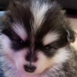 Girl 2 - Pomsky puppy in Huron, Ohio from S and S Pomskies