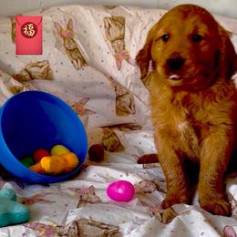 Red Lucky Money for our Chinese New Year litter - Dark golden male Golden Retriever puppy in Fisher, Illinois from Aslan's Pride of Fidei Family Farms
