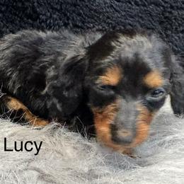 Lucy - Black and tan female Dachshund puppy in Cabool, Missouri from Dachshund's of Country Magic Farms in Missouri