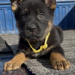 Trixie - Black and tan female German Shepherd puppy in Muldrow, Oklahoma from Reizarf Kennels
