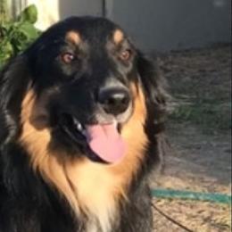 Australian Shepherds from Spots N Splashes
