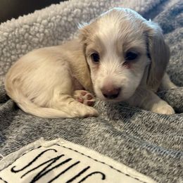 Latte - Cream male Dachshund puppy in Homestead, Florida from Doggie Dream House