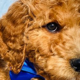 Poodles from French Broad Farms