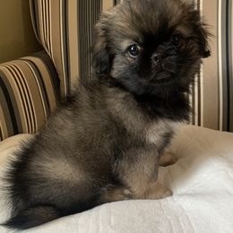 Pekingese Puppies from Crawford Ranch Canines