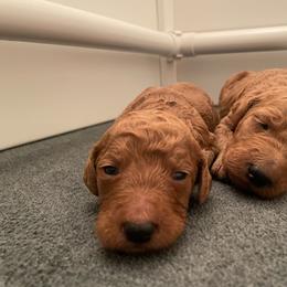 Golden Retriever and Poodle Puppies from Wrights Mountain Goldens