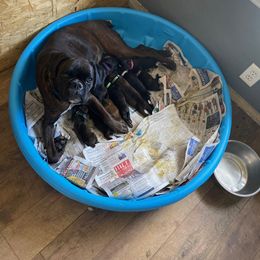 Emma. (Retired) - Boxer