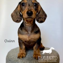 Quinn - Dapple female Dachshund puppy in Royse City, Texas from Truehearted Miniature Dachshunds