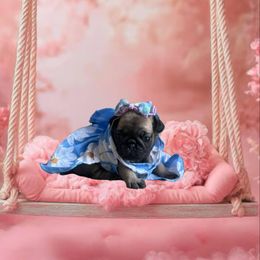 Pug Puppies from Precious Paws
