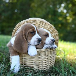 Basset Hound Puppies from K&B Farms & Bassets