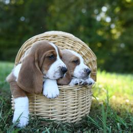 Basset Hound Puppies from K&B Farms & Bassets
