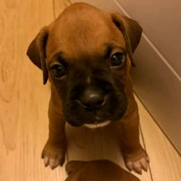 Benny - Fawn male Boxer puppy in Cannon Falls, Minnesota from Pattys Boxers and Bulldogs