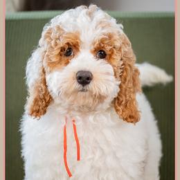 RJ - Red and white male Cockapoo puppy in Connersville, Indiana from Deaz Doodle Ranch