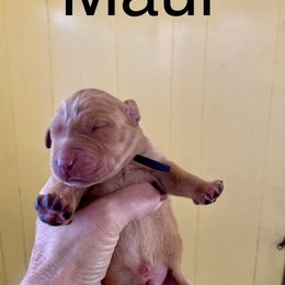 Maui - Yellow male Labrador Retriever puppy in Mineral, Virginia from Canine Assist