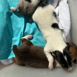 Snow King Temp Hold - White male Collie puppy in St Stephens, Wyoming from Desert Kennels