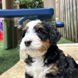 Bernedoodle, Poodle, and Saint Berdoodle Puppies from Myt fine doodles