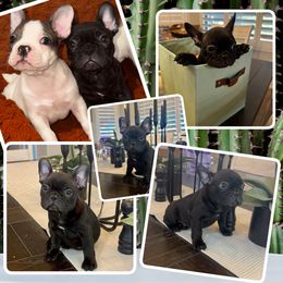 Boo - Black male French Bulldog puppy in Peoria, Arizona from A Quality French Bulldogs AZ