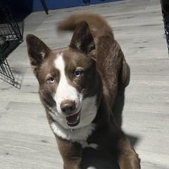 Lola - Siberian Husky