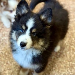 Bernie - Tri-color male Pomsky puppy in Magnolia, Texas from Solace Shelties and Pomskies