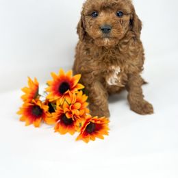 Calvin - Red  male Goldendoodle puppy in Davison, Michigan from Dreaming Doodles
